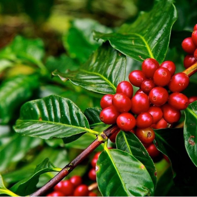 Bibit Tanaman Kopi Robusta Unggul Siap Tanam