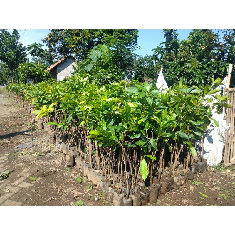 Mangga Manalagi,Klonal21,Gadung