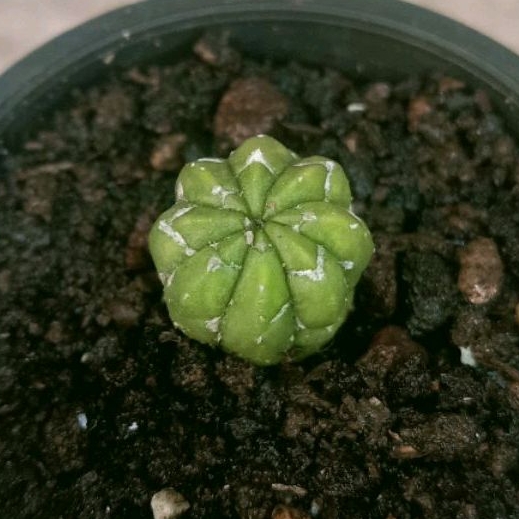 Tanaman Hias Kaktus Astrophytum Asterias V-Type Ownroot