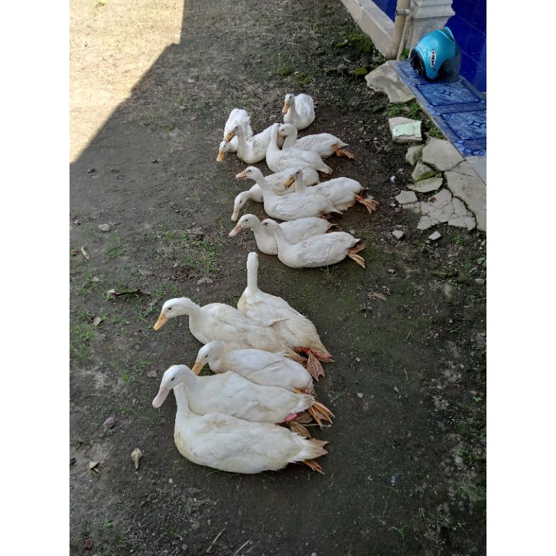 bibit jeruk nipis dan limau berbuah