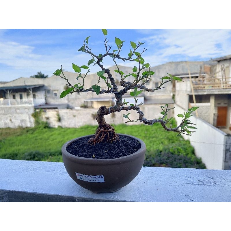 Bonsai murbei
