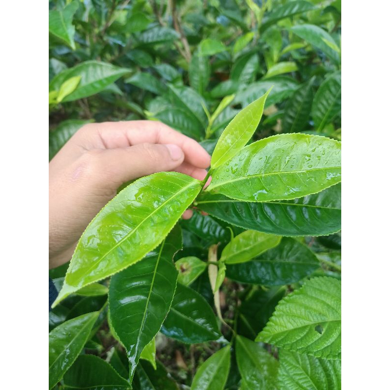 

Daun pucuk teh hijau asli segar kemasan 1 kg