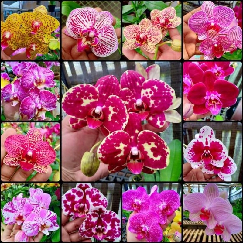 Anggrek bulan hibrid seedling usia 5-7 bulan