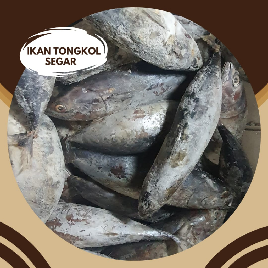 

IKAN TONGKOL SEGAR / TONGKOL FRESH / BEKU