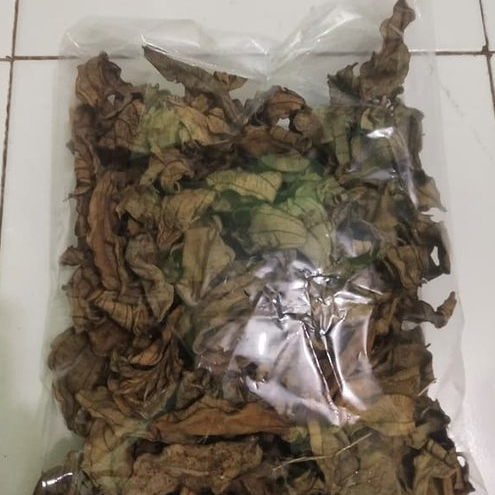 

HERBAL JAMU TERBAIK DAUN SENGGANI/HARENDONG-500 GRAM