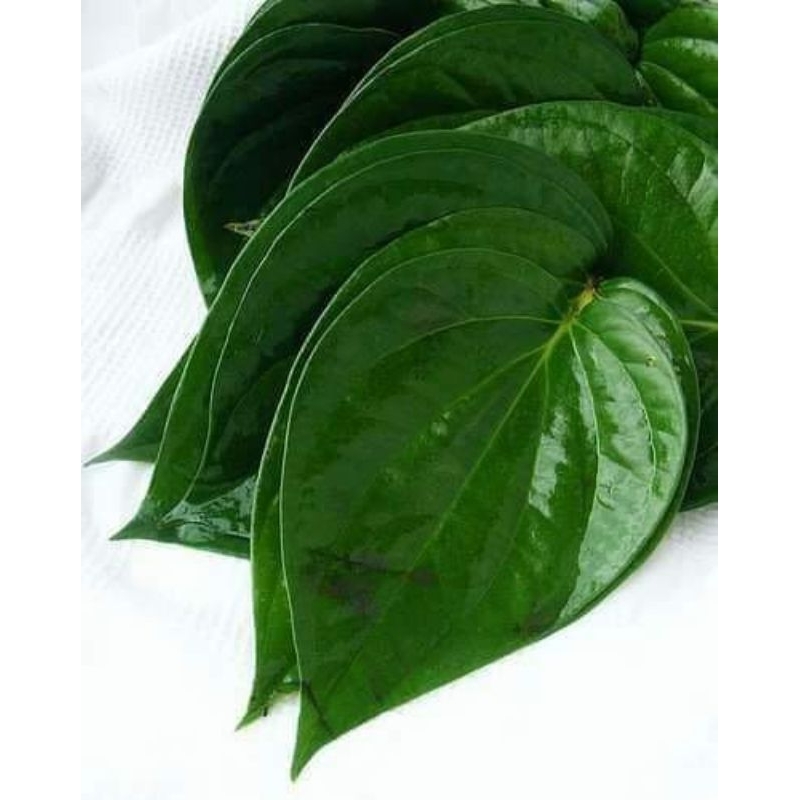 

DAUN SIRIH HIJAU (TEMUROSE)