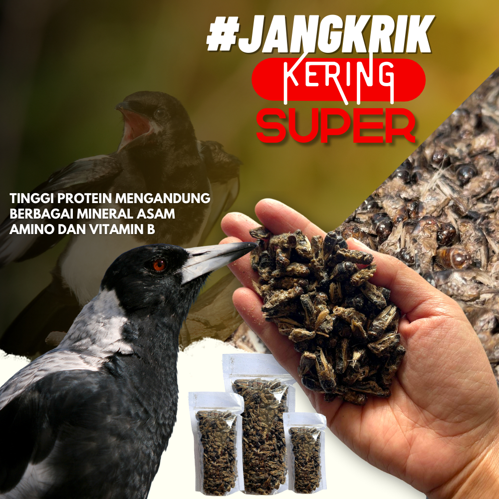 JANGKRIK KERING PAKAN BURUNG KICAU KEMASAN 500 GRAM ASLI JANGKRIK PRODUKSI SENDIRI
