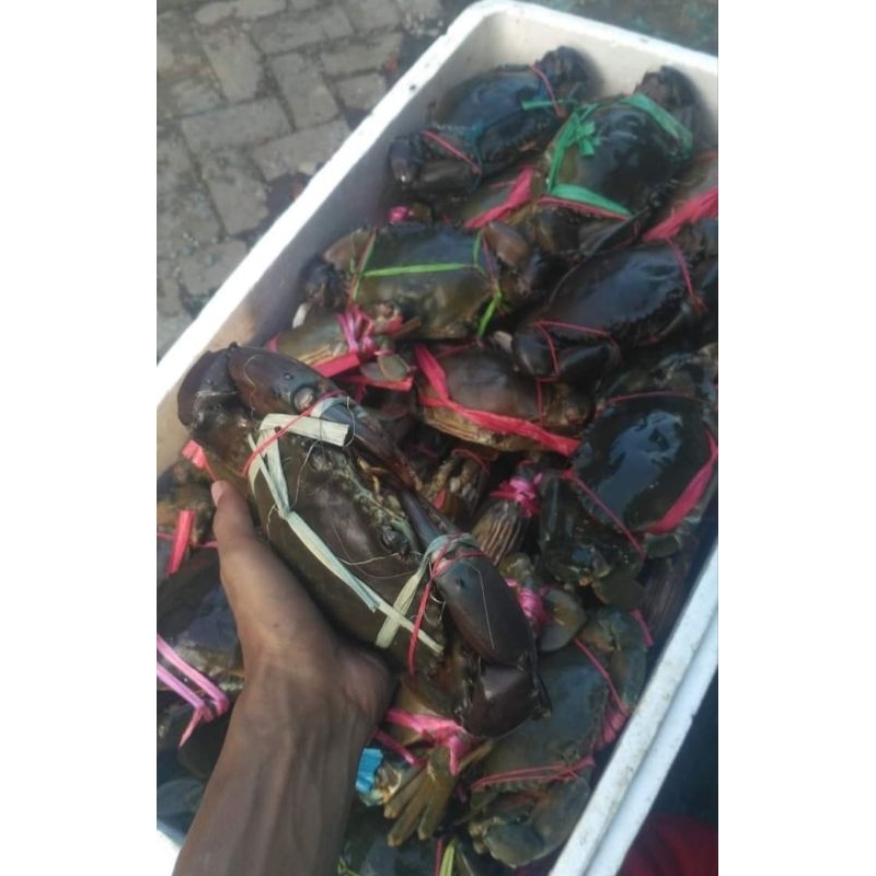 

kepiting Bakau Hidup