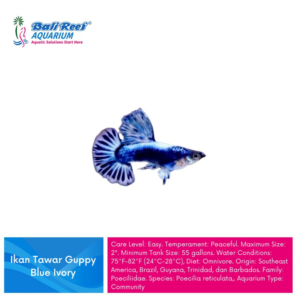 Ikan Hias Guppy Blue Ivory