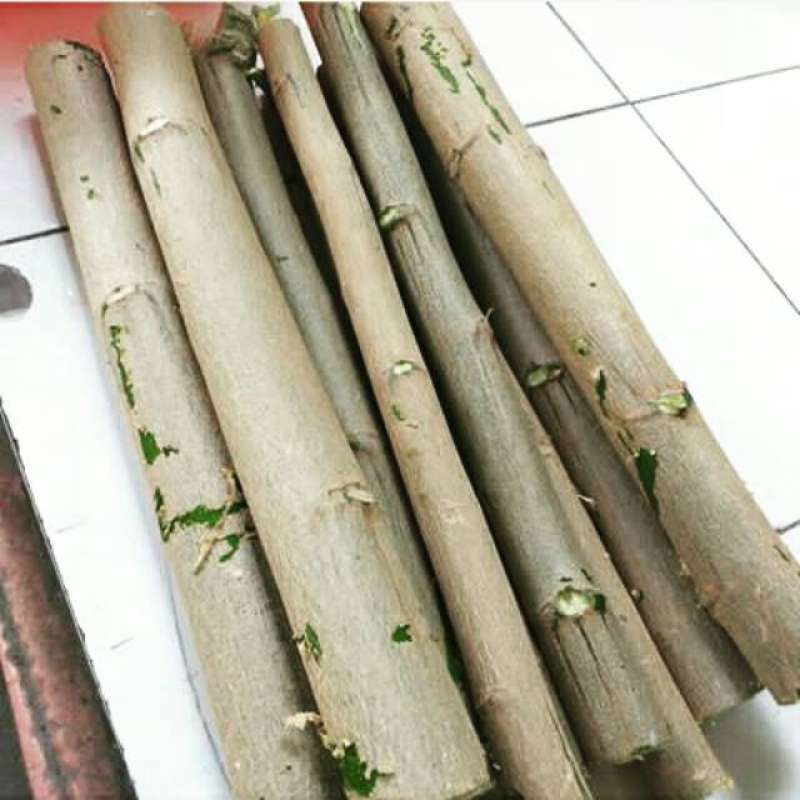 bibit pohon kelor cutting stek siap tanam