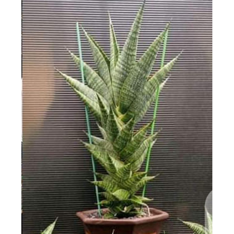 tanaman hias sansevieria hybrid sindoro bonus hybrid puyek