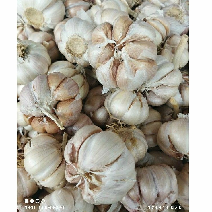 

BAWANG PUTIH SINCO 500GR MURAH KEDIRI