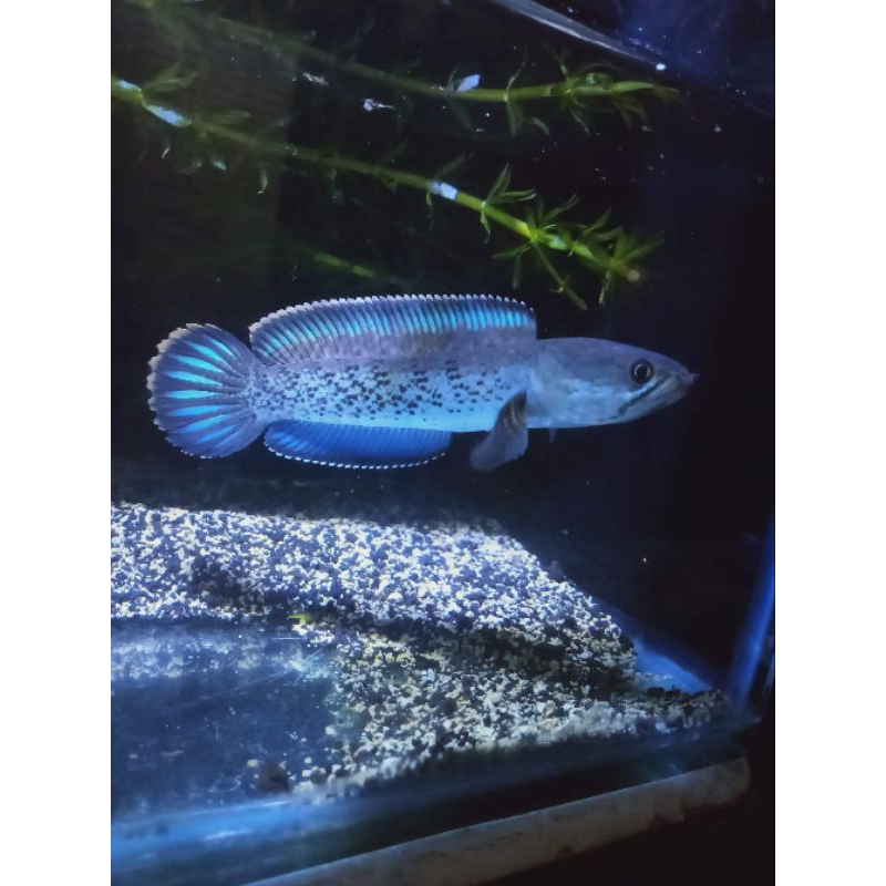 Stewarti 10-15cm grade A sortiran