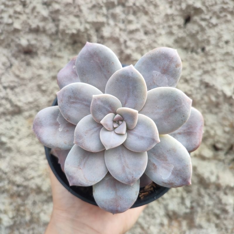 Graptopetalum Pentandrum Superbum | DP 10cm | Sukulen