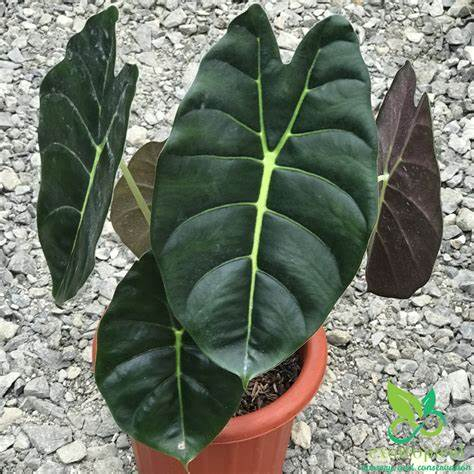 Tanaman Hias Alocasia Golden Bone