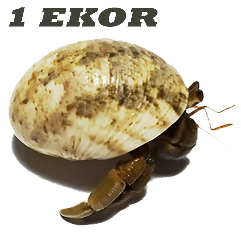 10 shell cangkang kelomang umang pompongan keong kecil murah meriah