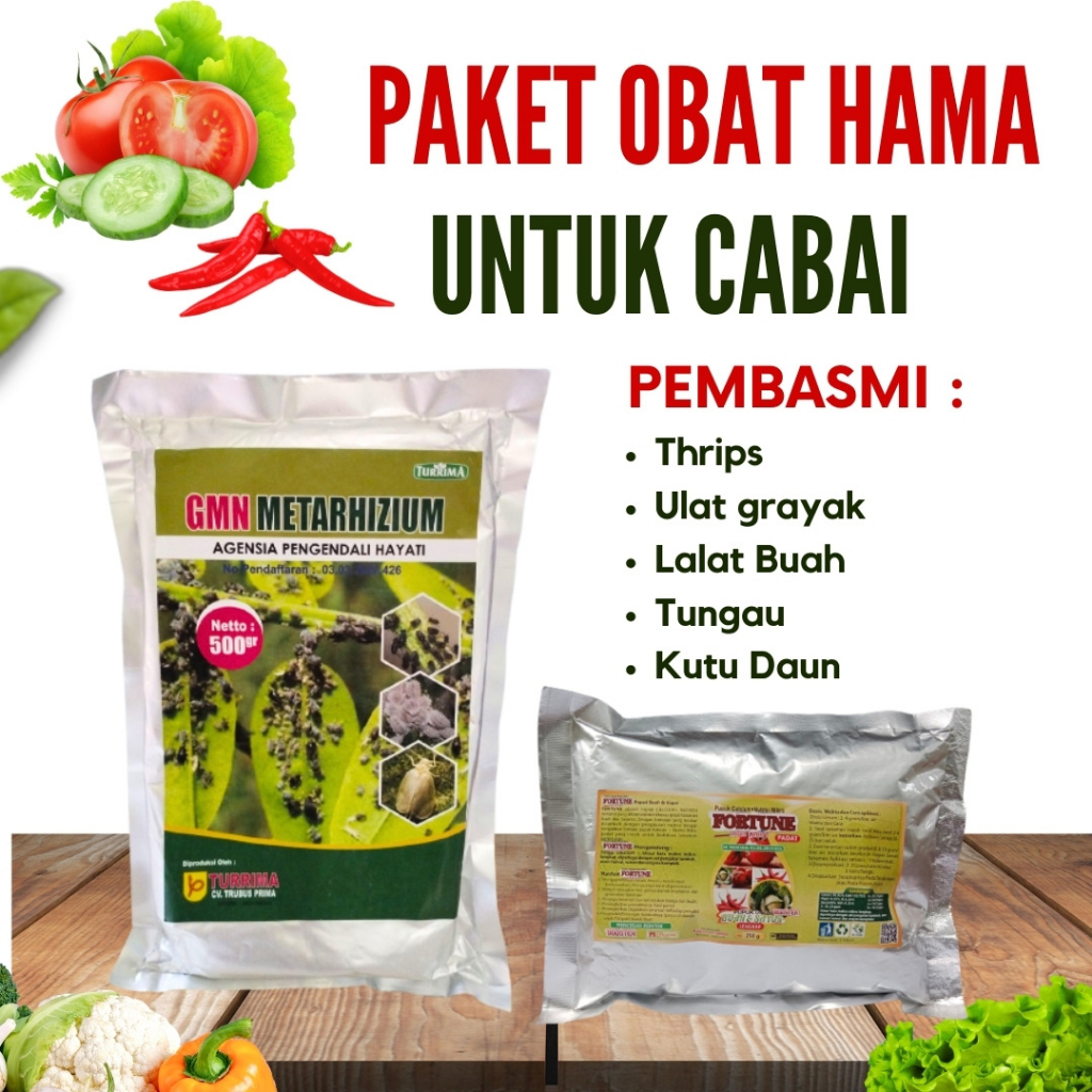 Pupuk Cabe Baru Tanam, Obat Cabai Busuk Buah, Obat Hama Kutu Daun Metarhizium