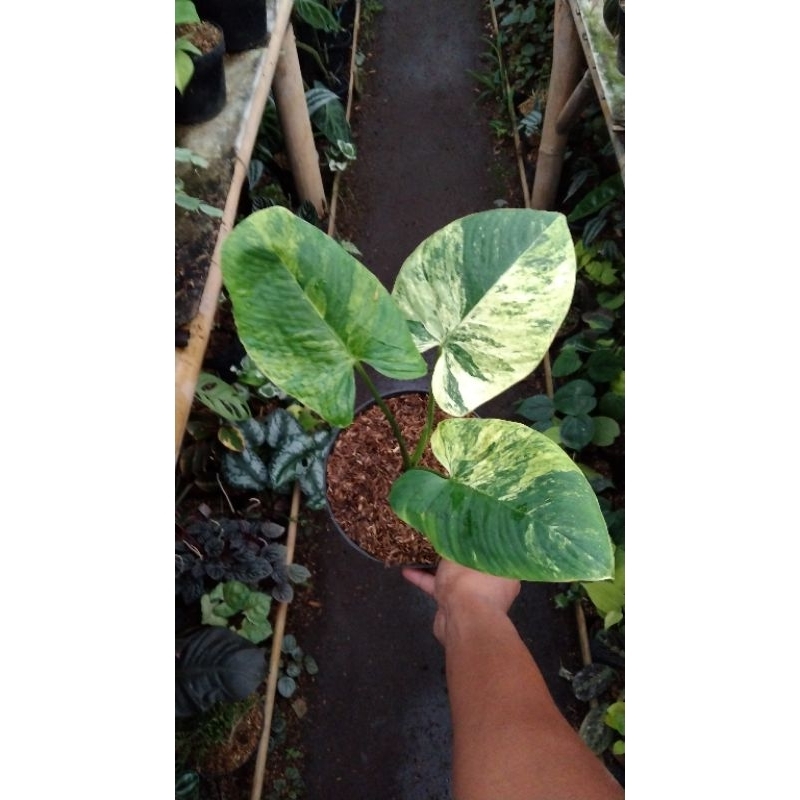 tanaman homalomena sp varigata kuning