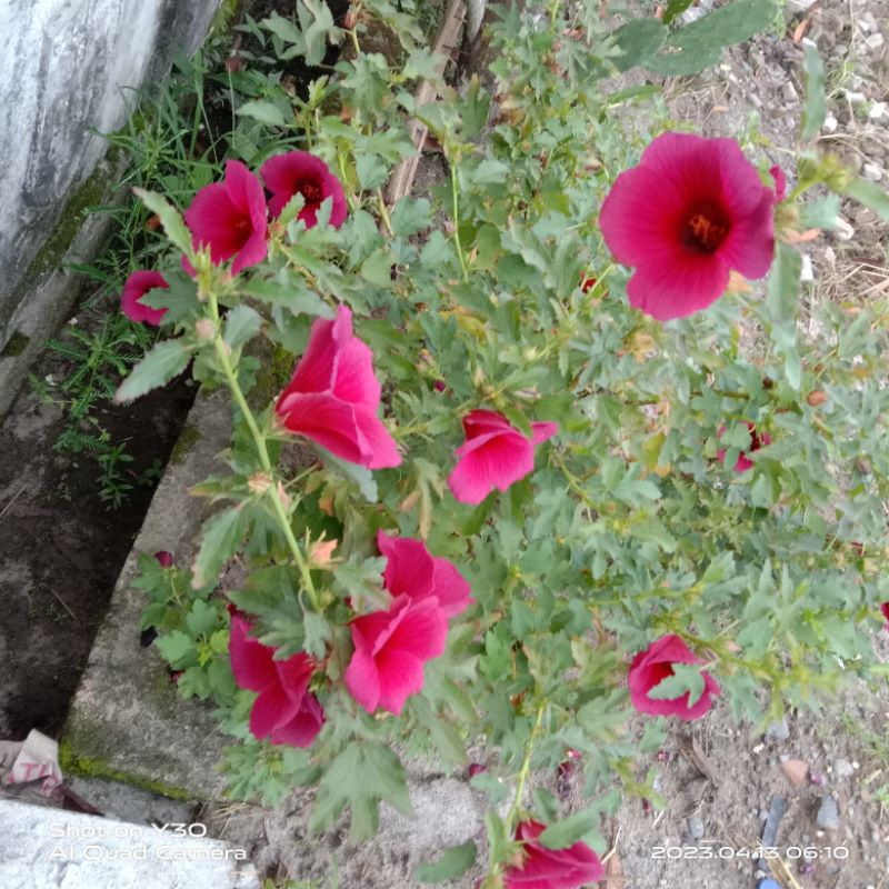 Bibit Bunga Roselia Hibiscus