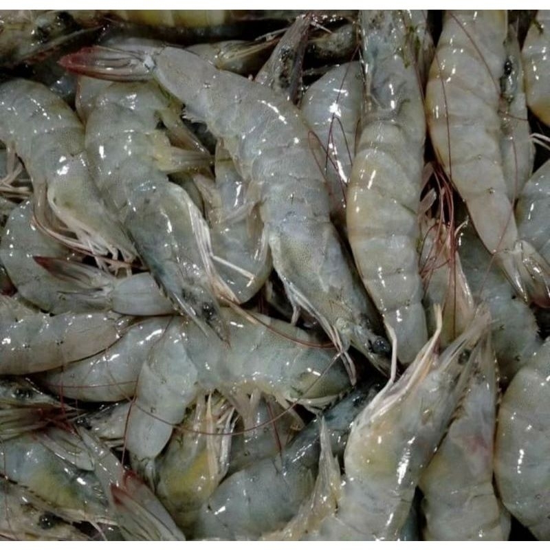 

Udang Vaname Sedang 500gr