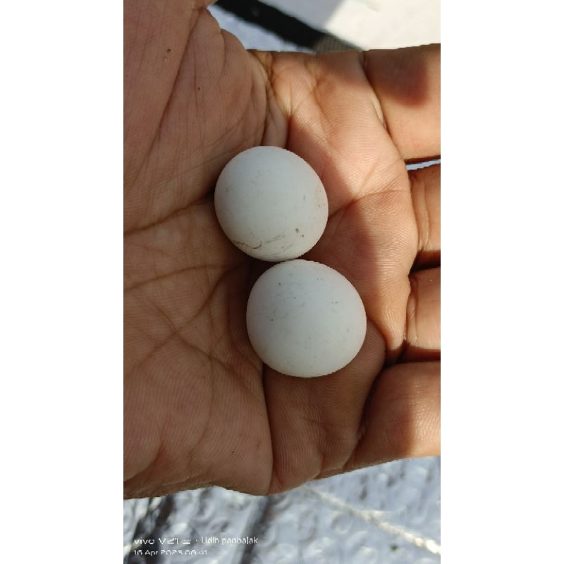 batu mustika tidar sepasang