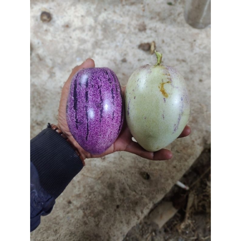

pepino / mentimun manis