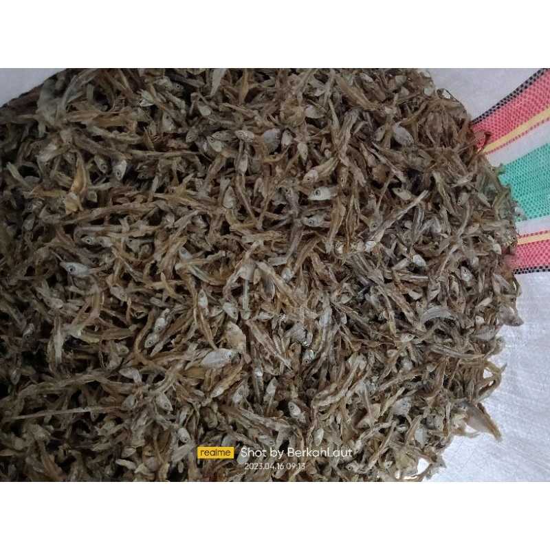 

Teri jengki tawar 20kg