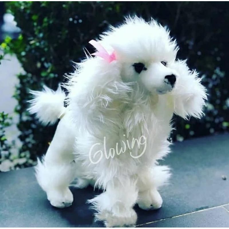 Boneka Anjing Putih Pudel