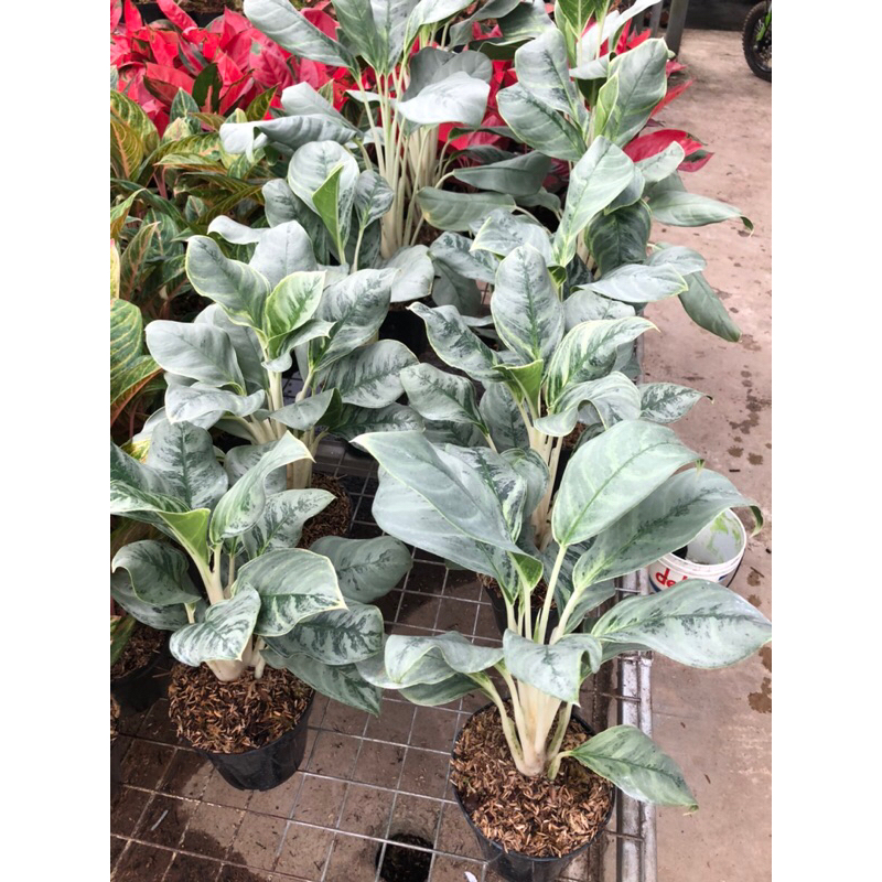 Aglaonema Silver Curly