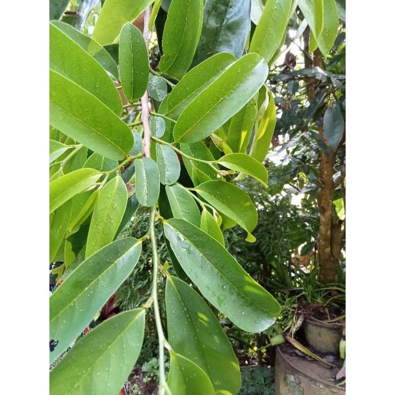 

Daun sirsak 100 lembar