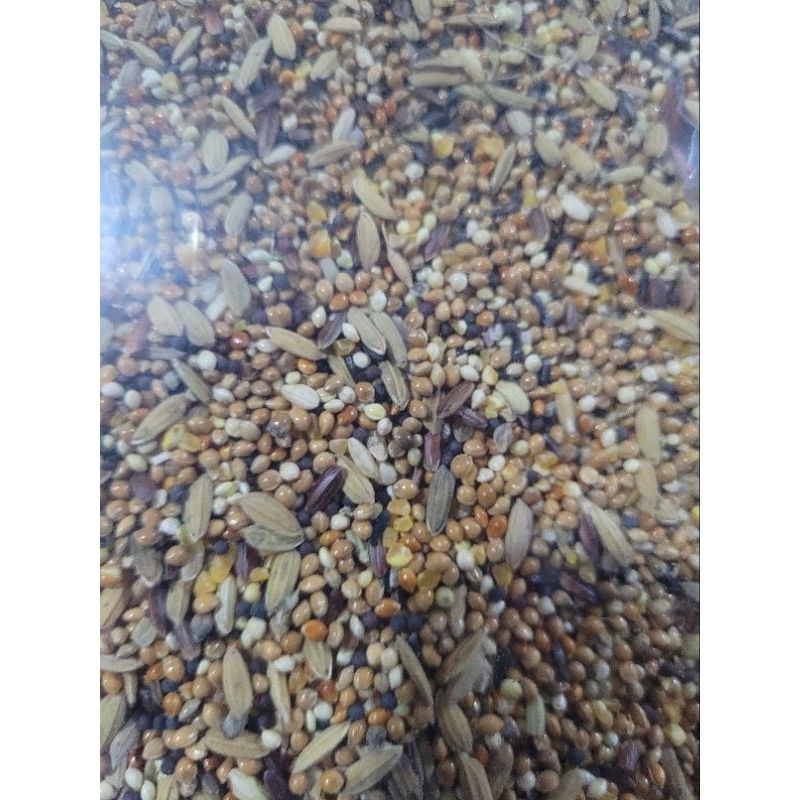 MAKANAN BURUNG PERKUTUT HB 1/2kg ramuan cina