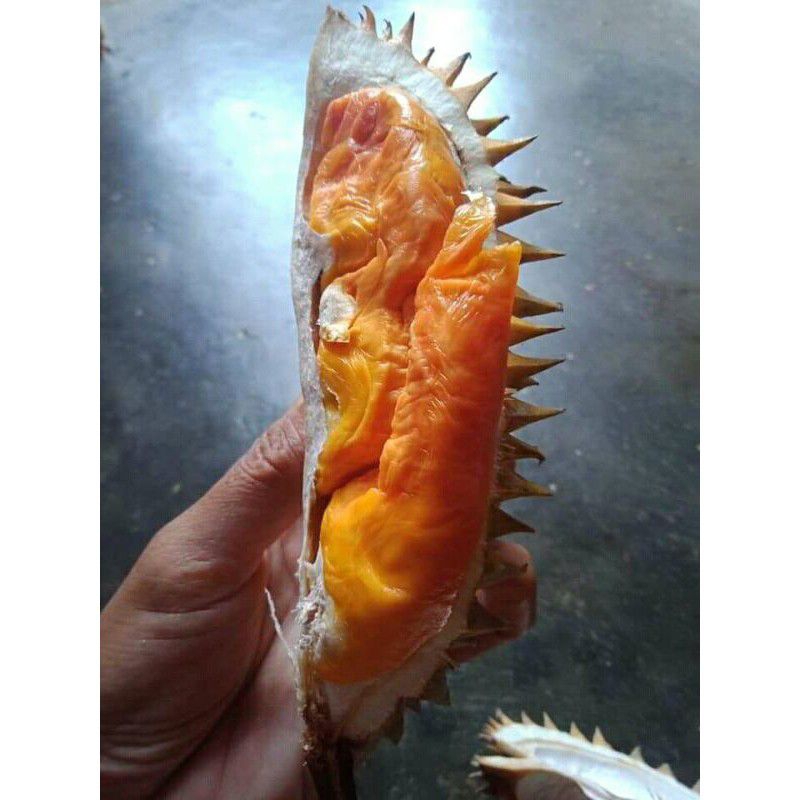 Entres Durian Super Tembaga Asli