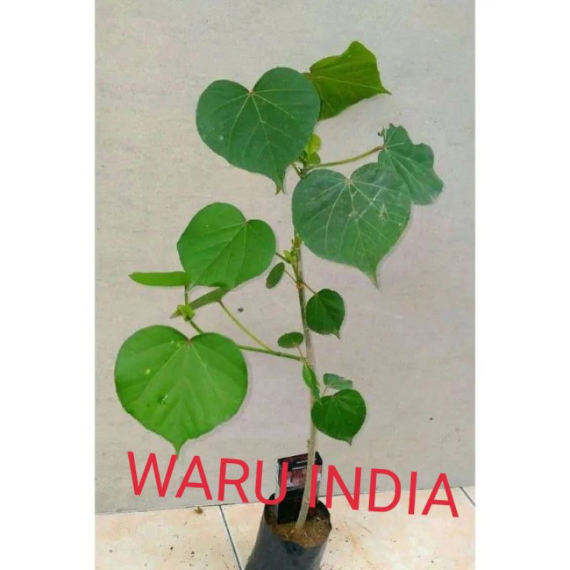 bonsai waru India bibit bonsai