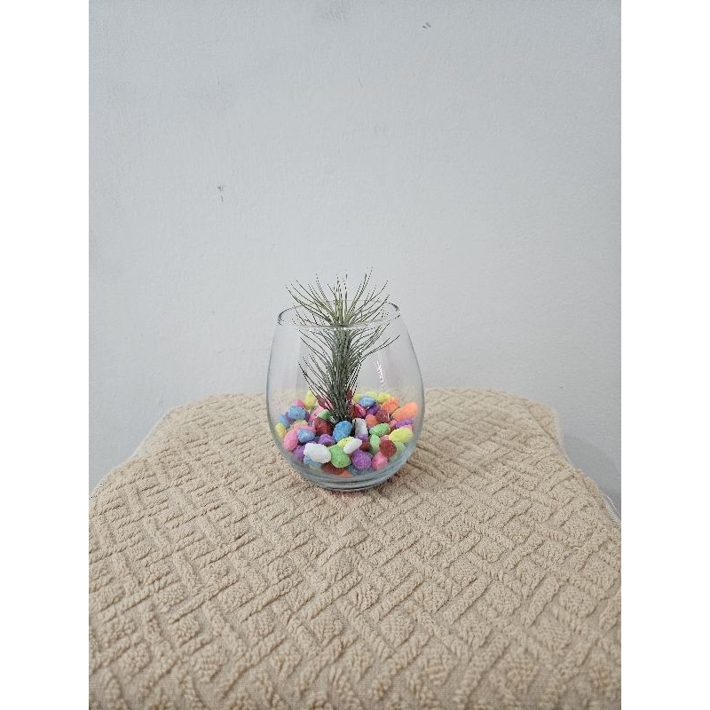 Tillandsia Funckiana