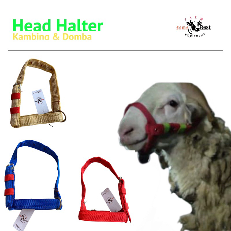 Head Halter Brangus domba kambing