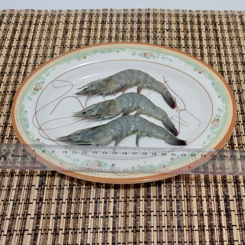 

Udang vaname size 50 segar, bersih, dan frozen
