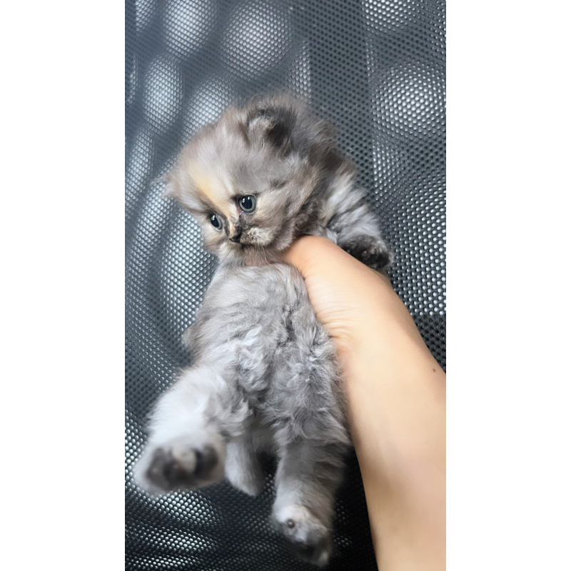 Kucing Kitten Calico mix Peaknose (SOLD)