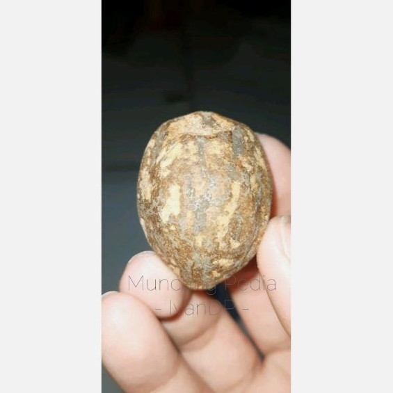 Kemiri Adu / Muncang Jenis Pedang Tower MuncangPedia