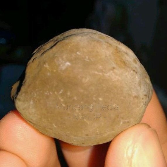 Muncang ,Kemiri Adu Mayit Jawa (MJ) ORI Yogyakarta MuncangPedia IvanDP