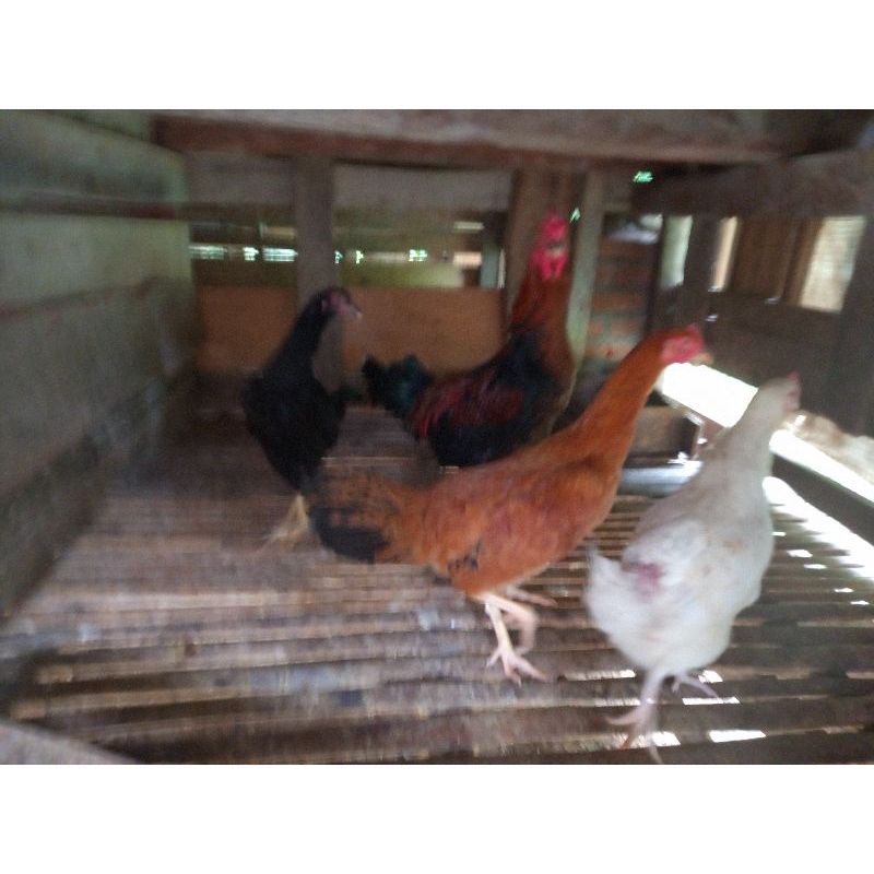 TELUR FERTIL AYAM KAMPUNG. TELUR FERTIL AYAM ULU. TELUR FERTIL AYAM JOPER