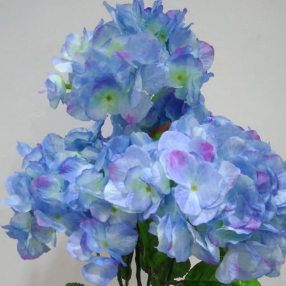 HORTENSIA HYDRANGEA PER PCS (KUNTUM SAJA)