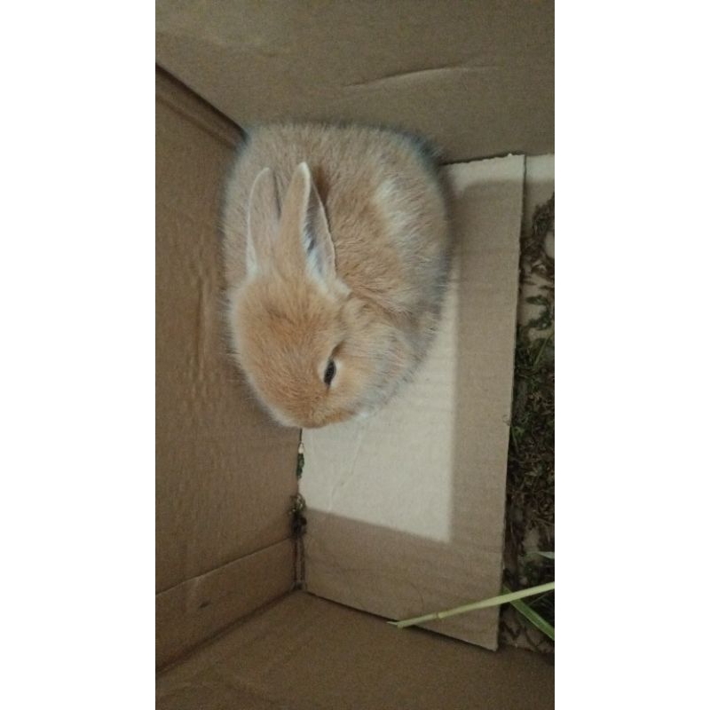 

menjual foto kelinci lucu bagus utk pamer ke temen