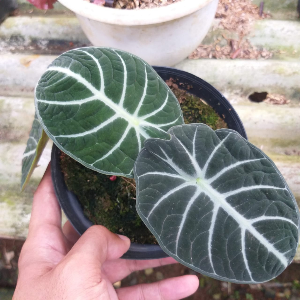 Tanaman Hias Alocasia Black Velvet Ninja Daun Bulat Murah