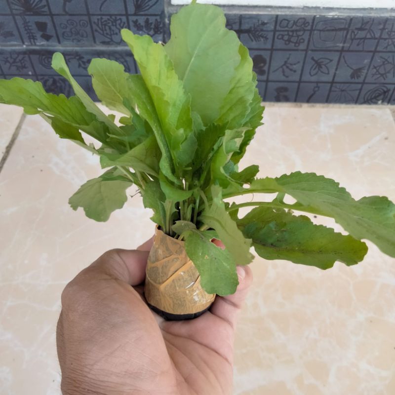 Benih Bibit Tanaman Sawi Tanah