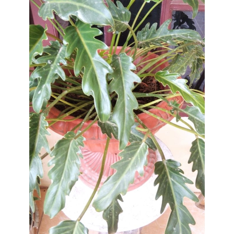Philodendron Xanadu Dewasa