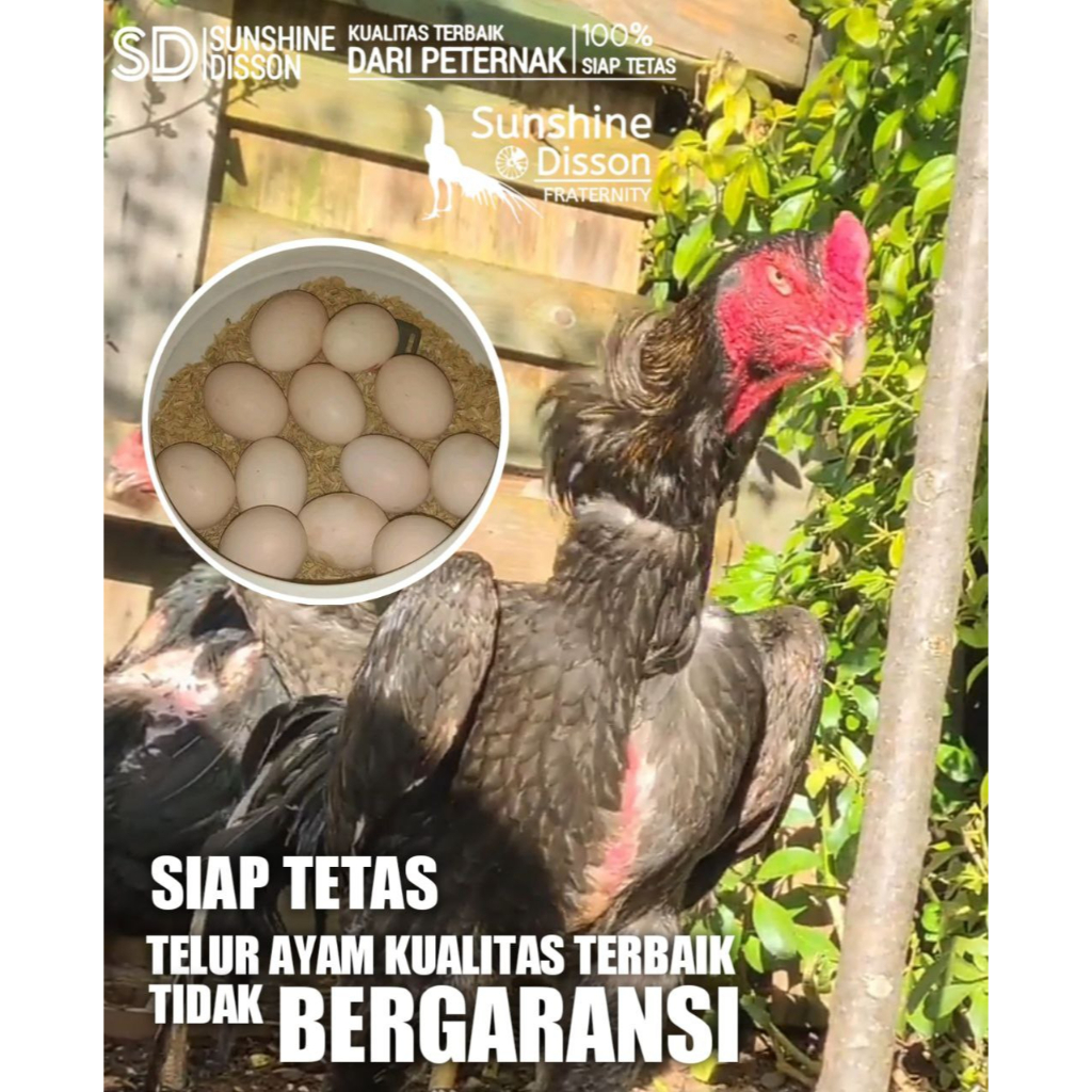 telur ayam bangkok shamo mix perbutir