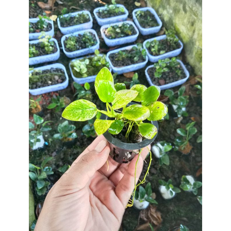 Anubias pinto,Nana,patite