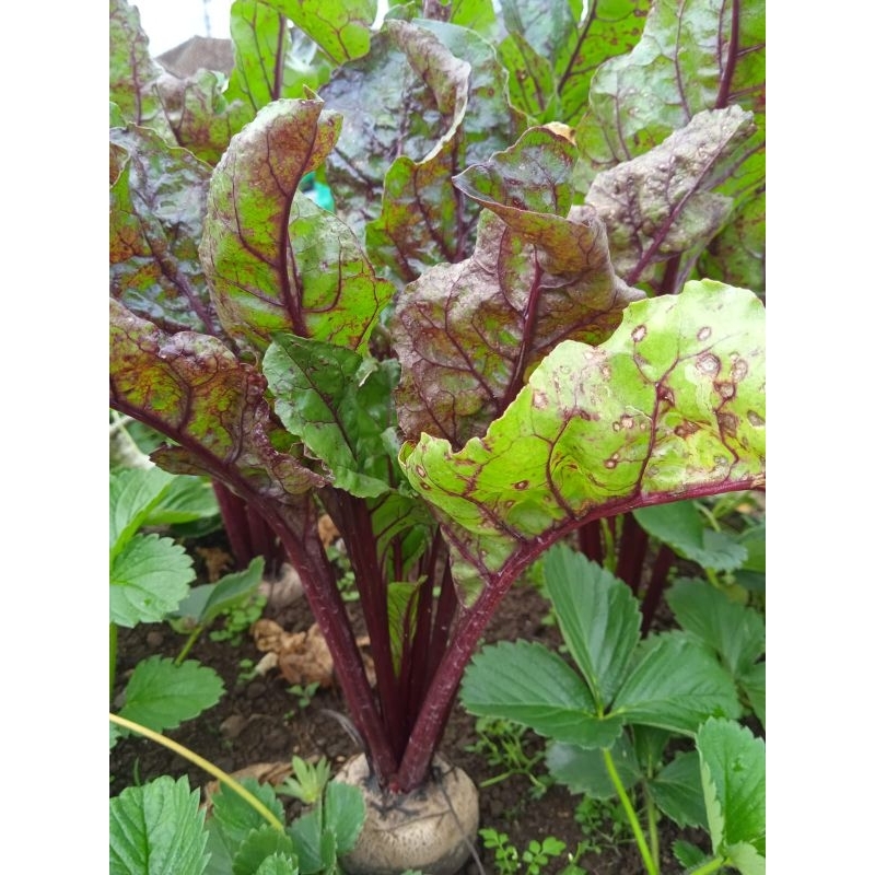 

Buah bit fresh 1 kg petik langsung dadakan