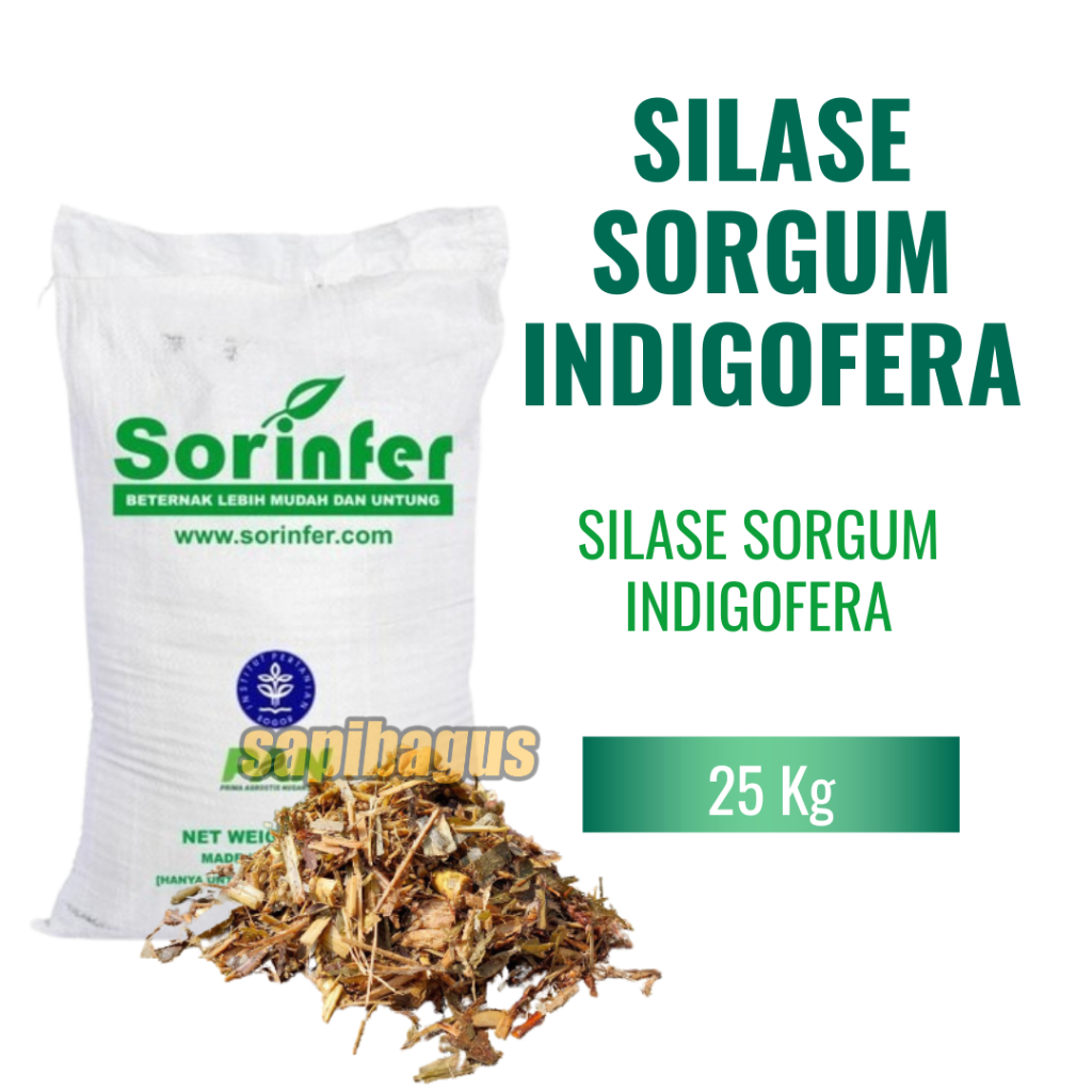 Silase Sorgum Indigofera - Sapibagus