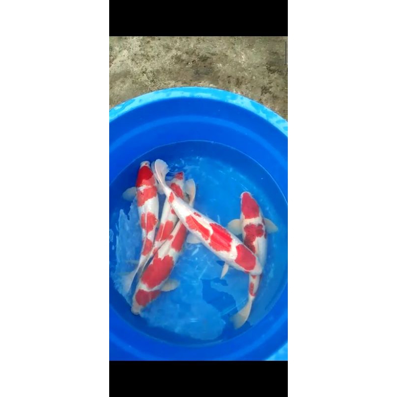 Ikan Koi 50cm Jumbo Siap Jadi Indukan